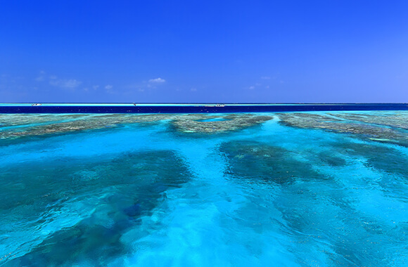 宮古島のサンゴ